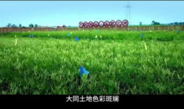 青草草视频在线观看,在线畅享清新视觉盛宴